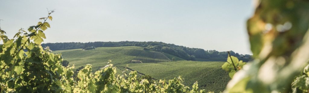 Moselle - Luxembourg's wine region